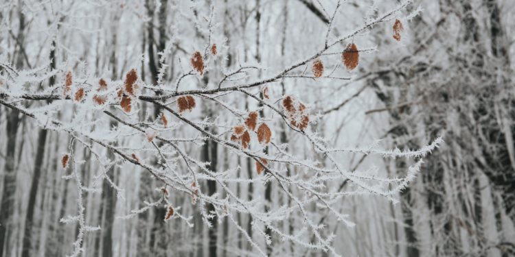 Fotografia odporność na zimę