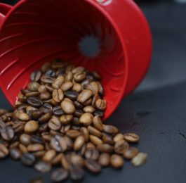 fotografia soczewica