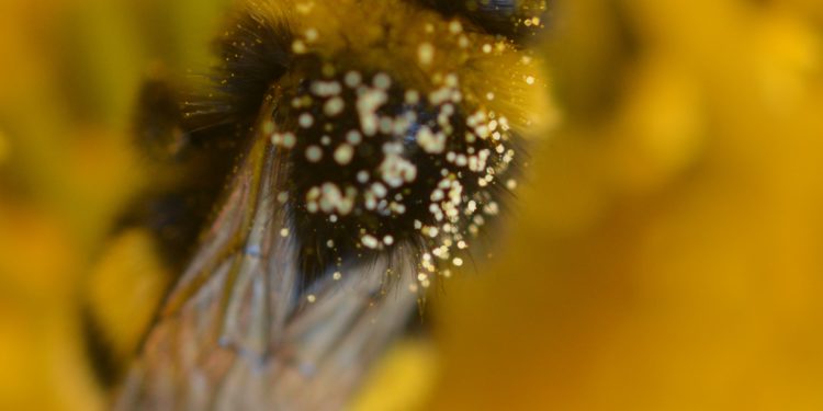 fotografia kwiaty i pyłek