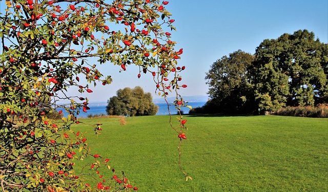 dzika różna drzewo fotografia