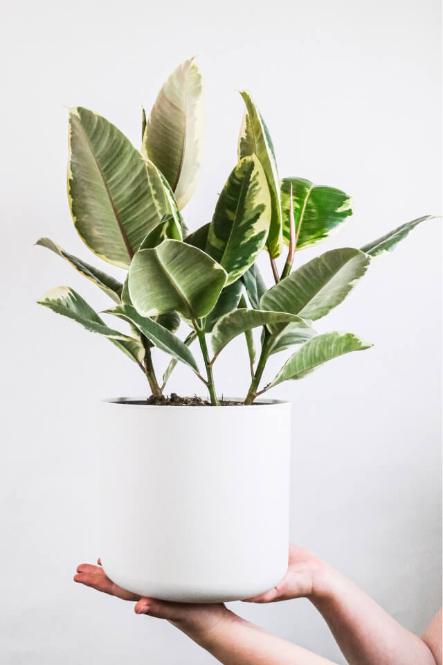 Calathea Beauty Star - obrazek 2